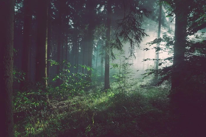 Forest with tall trees along a trail